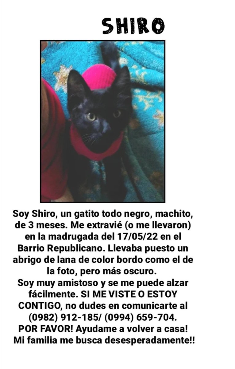 luliformigli's tweet photo. Seguimos buscando a SHIRO, ya pasaron 4 días 😪 Gatito macho, de 3 meses, todo negrito. Es muy chiquito y súper amigable, se le puede alzar fácilmente. Llevaba un abrigo de lana bordo (el de la última foto). Info: (0982)912-185. Bo. Republicano - Zona Campus UCA. 
Se agradece RT! https://t.co/BpgPqQ5oib