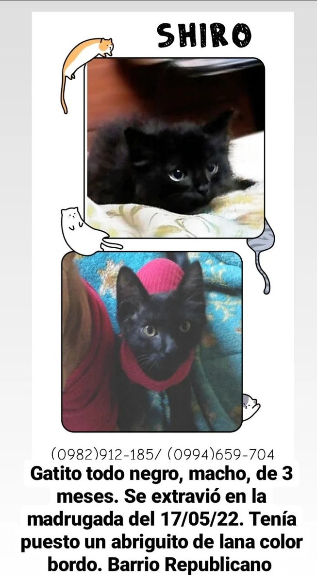 luliformigli's tweet photo. Seguimos buscando a SHIRO, ya pasaron 4 días 😪 Gatito macho, de 3 meses, todo negrito. Es muy chiquito y súper amigable, se le puede alzar fácilmente. Llevaba un abrigo de lana bordo (el de la última foto). Info: (0982)912-185. Bo. Republicano - Zona Campus UCA. 
Se agradece RT! https://t.co/BpgPqQ5oib
