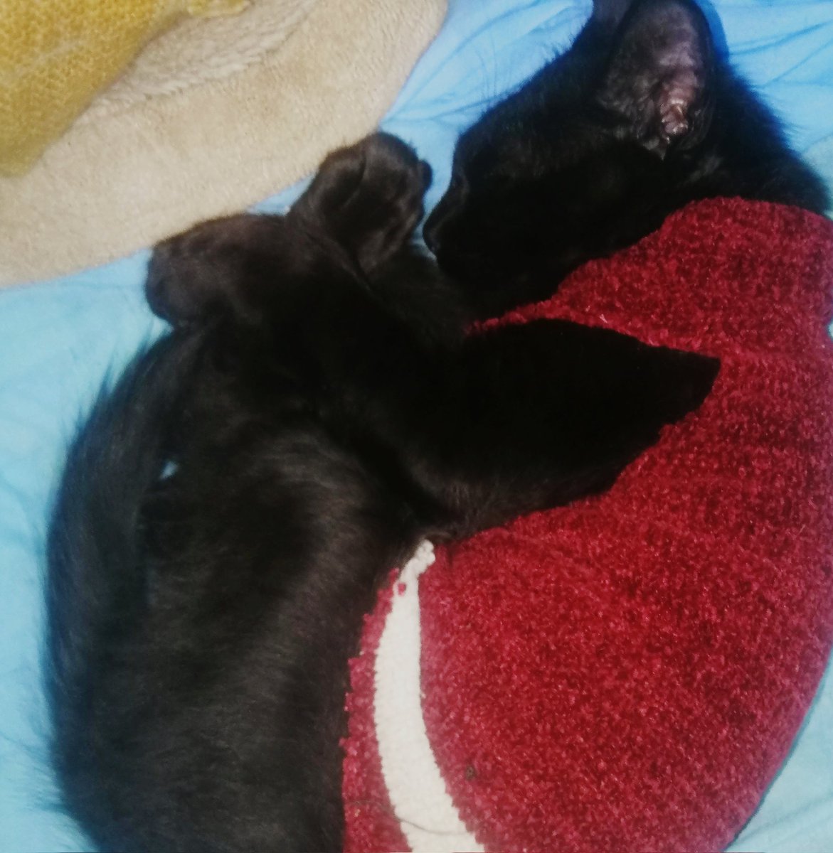luliformigli's tweet photo. Seguimos buscando a SHIRO, ya pasaron 4 días 😪 Gatito macho, de 3 meses, todo negrito. Es muy chiquito y súper amigable, se le puede alzar fácilmente. Llevaba un abrigo de lana bordo (el de la última foto). Info: (0982)912-185. Bo. Republicano - Zona Campus UCA. 
Se agradece RT! https://t.co/BpgPqQ5oib