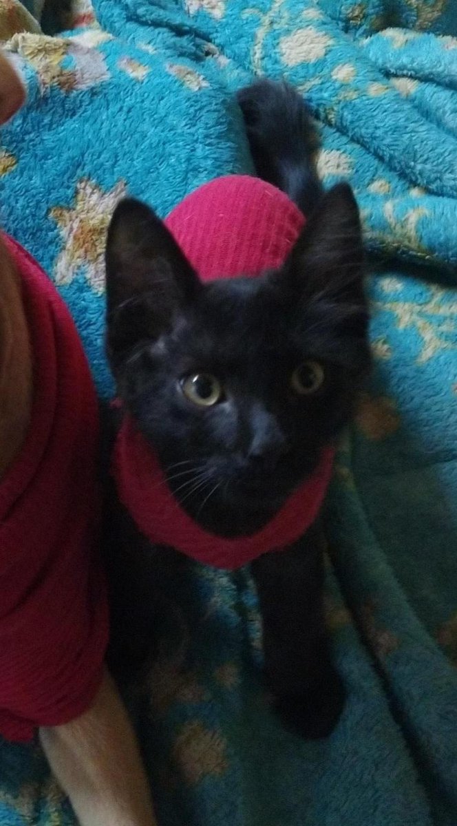 luliformigli's tweet photo. Seguimos buscando a SHIRO, ya pasaron 4 días 😪 Gatito macho, de 3 meses, todo negrito. Es muy chiquito y súper amigable, se le puede alzar fácilmente. Llevaba un abrigo de lana bordo (el de la última foto). Info: (0982)912-185. Bo. Republicano - Zona Campus UCA. 
Se agradece RT! https://t.co/BpgPqQ5oib