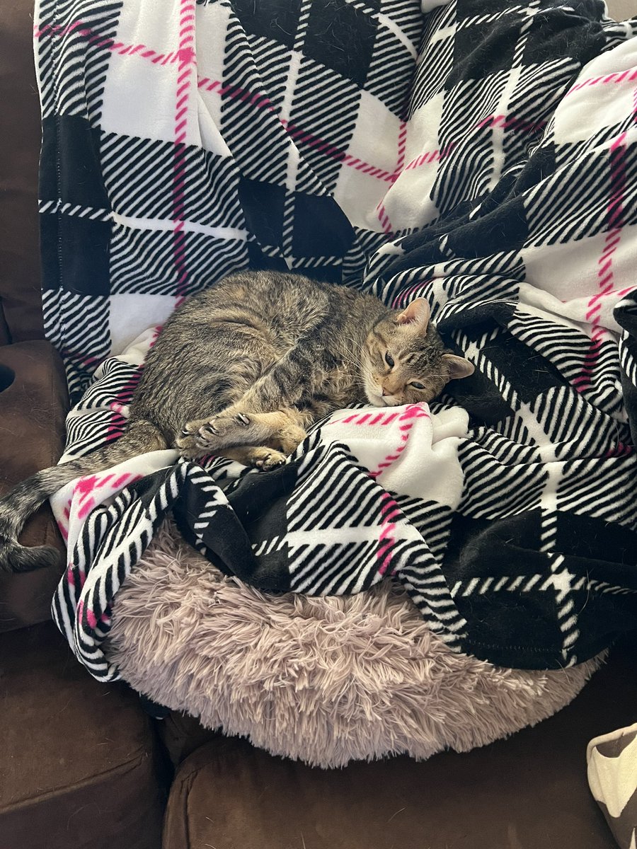 SFGiantsChica's tweet photo. Cat on a blanket on top of a cat bed on the couch. Spoiled #MistyMay! Happy #Caturday https://t.co/yD2YWk2DuQ