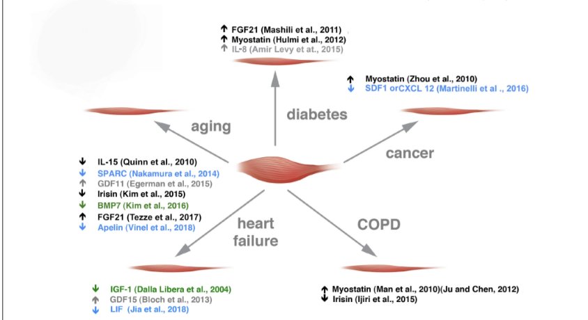 Strength4_Life's tweet photo. Exercise-Induced Myokines With
Therapeutic Potential for Muscle Wasting

#StrengthSavesLives

https://t.co/qUfmpOKnNW https://t.co/lmTJOsCsz9
