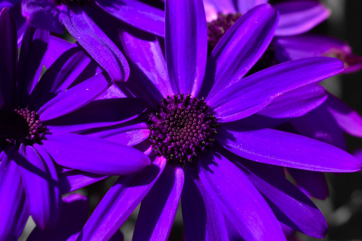 lunopics's tweet photo. Nature's like magic, how it exists and makes earth what it is 

Settings: 
1st photo: 
Aperture - f10
ISO - 100
55mm lens 

2nd photo: 
Aperture - f10
ISO - 125
55mm lens

3rd photo:
Aperture  - f10
ISO - 100
50mm lens 

#NaturePhotography
#Purple #purpleflowers #NikonD3500 https://t.co/j7TzBY59od