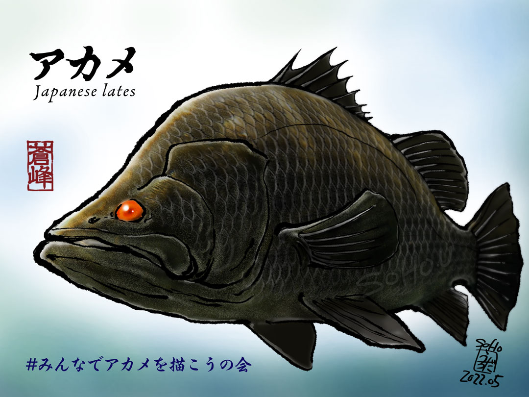 オヤビッチャ 魚イラスト練習中 アカメは描いてみたいと思っていた魚種の一つだったので今回のお題に取り上げてもらえてありがたかった みんなでアカメを描こうの会 魚イラスト 魚 Fishing 釣り アカメ Barramundi T Co Dki0qdrabg