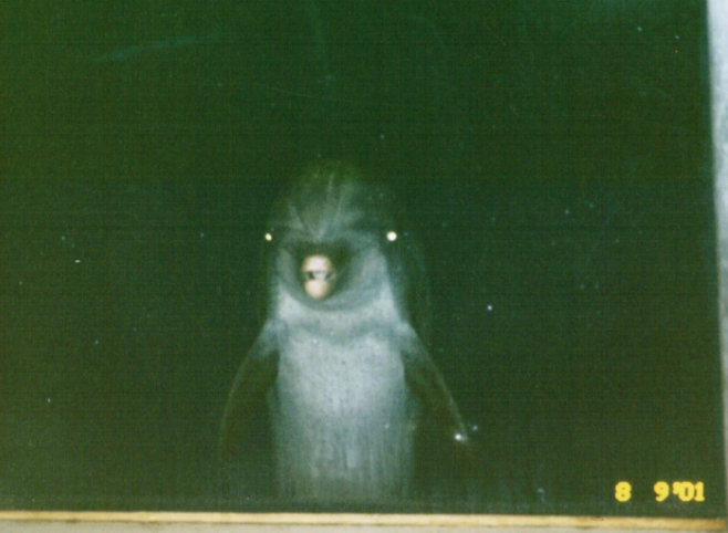 SixtyWattTrivia's tweet photo. Never underestimate a dolphin
Fact: Dolphins sleep with one eye open. https://t.co/XeYciCxUa9