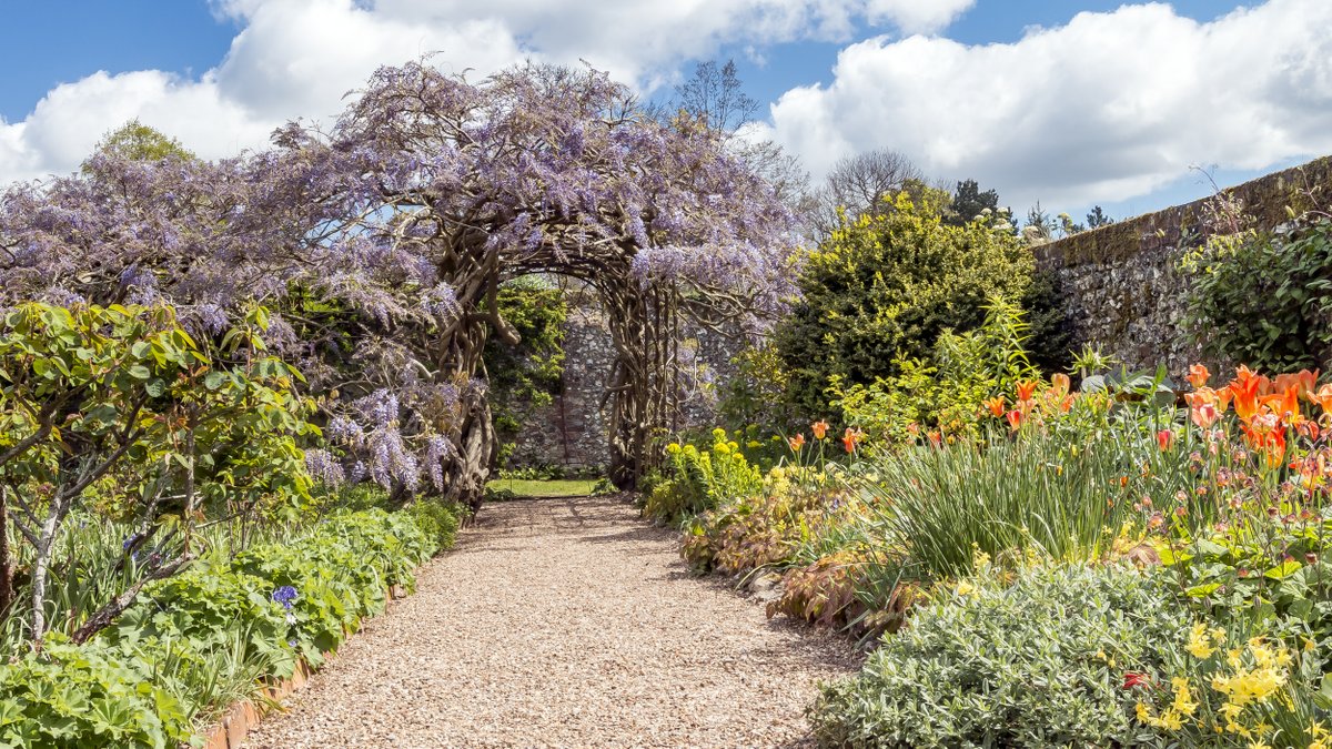 We have to admit, for 130 years old - the wisteria @NTGreysCourt looks ageless.