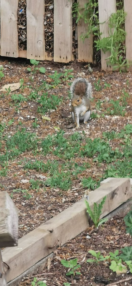Nice to see a little visitor <a href="/TSASAllotment/">Thorpe St Andrew School Allotment</a> @ThePapillonPro