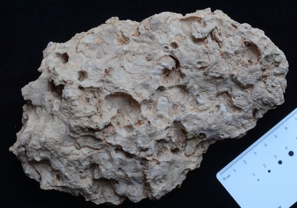 اكتشف الجيولوجي د. عبدالله بن سعد المعجل أول أحفورة رودست من العصر الجيوراسي في المملكة العربية السعودية وتقع شمال منطقة الرياض والتي يعود عمرها الى مايقارب ١٥٠ مليون سنة.

وهذا أول ظهور للأحفورة خارج الوسط الأوربي، نُشرت نتائج البحث في المجلة العالمية العربية لعلوم الأرض.