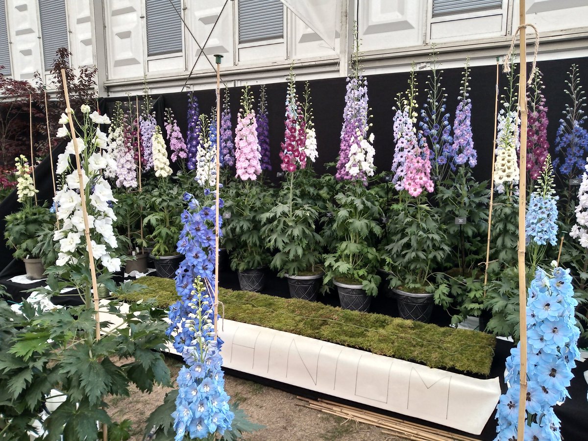 Almost finished our display for our first <a href="/The_RHS/">The RHS</a>  #rhschelsea
