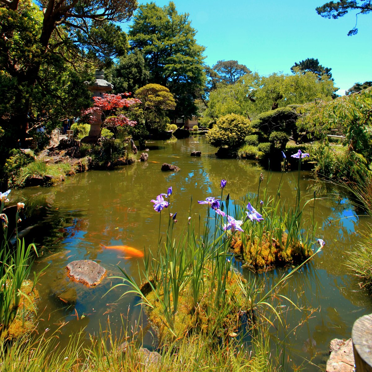 Tranquil Water Gardens 2 (@tranquilwg2) on Twitter photo There's no need to fly to the tropics to get a beautiful rainbow-colored backyard pond. All you need to do is call Tranquil Water Gardens 2 at (401) 480-5606.  #TranquilWaterGardens2 #PondMaintenance There's no need to fly to the tropics to get a beautiful rainbow-colored backyard pond. All you need to do is call Tranquil Water Gardens 2 at (401) 480-5606.  #TranquilWaterGardens2 #PondMaintenance