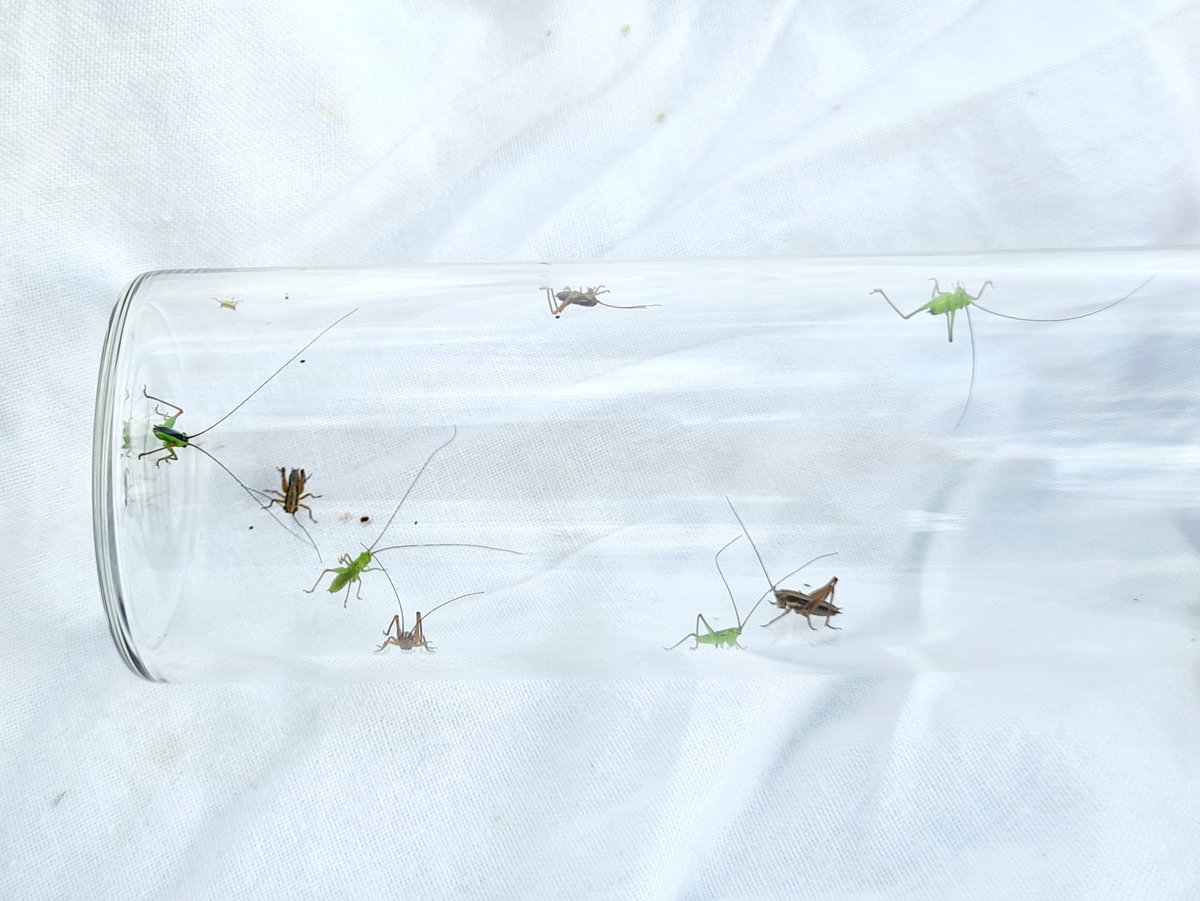 Fraser Simpson (@fssbirding) on Twitter photo Found many bush-cricket nymphs today with Roesel's & Conehead spp around the wetlands and Dark-bush in the brambles <a href="/RSPBRainham/">RSPB Rainham Marshes</a>
#Orthoptera <a href="/GrasshopperSpot/">Grasshoppers & Related Species Recording Scheme</a> Found many bush-cricket nymphs today with Roesel's & Conehead spp around the wetlands and Dark-bush in the brambles <a href="/RSPBRainham/">RSPB Rainham Marshes</a>
#Orthoptera <a href="/GrasshopperSpot/">Grasshoppers & Related Species Recording Scheme</a>