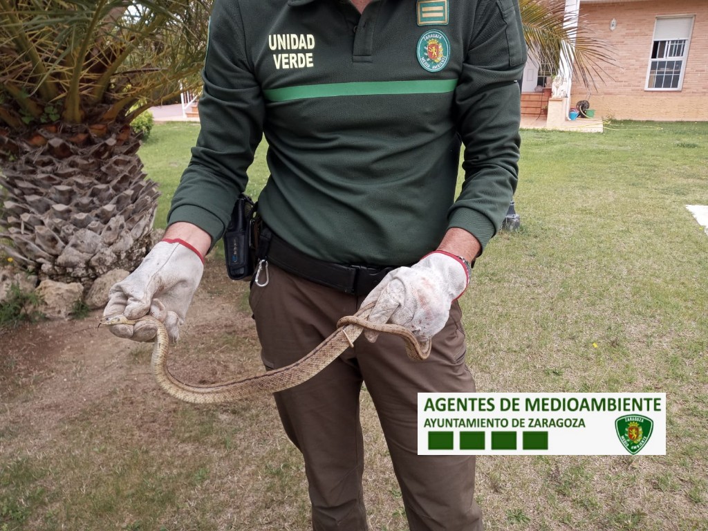 Los Cuerpos de Agentes Forestales y Medioambientales custodiamos a diario las especies y los hábitats de nuestra #RedNatura2000.
Hoy, en el Día Europeo de la Red Natura 2000 os lo queremos recordar #Natura2000Day,