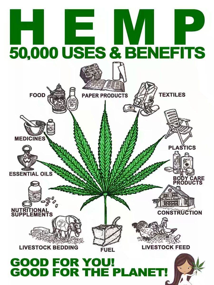 cannabishub's tweet photo. Where to begin... 🤔

#maryjane #indica #sativa #weed #mmj https://t.co/Yxe67Y1zhW
