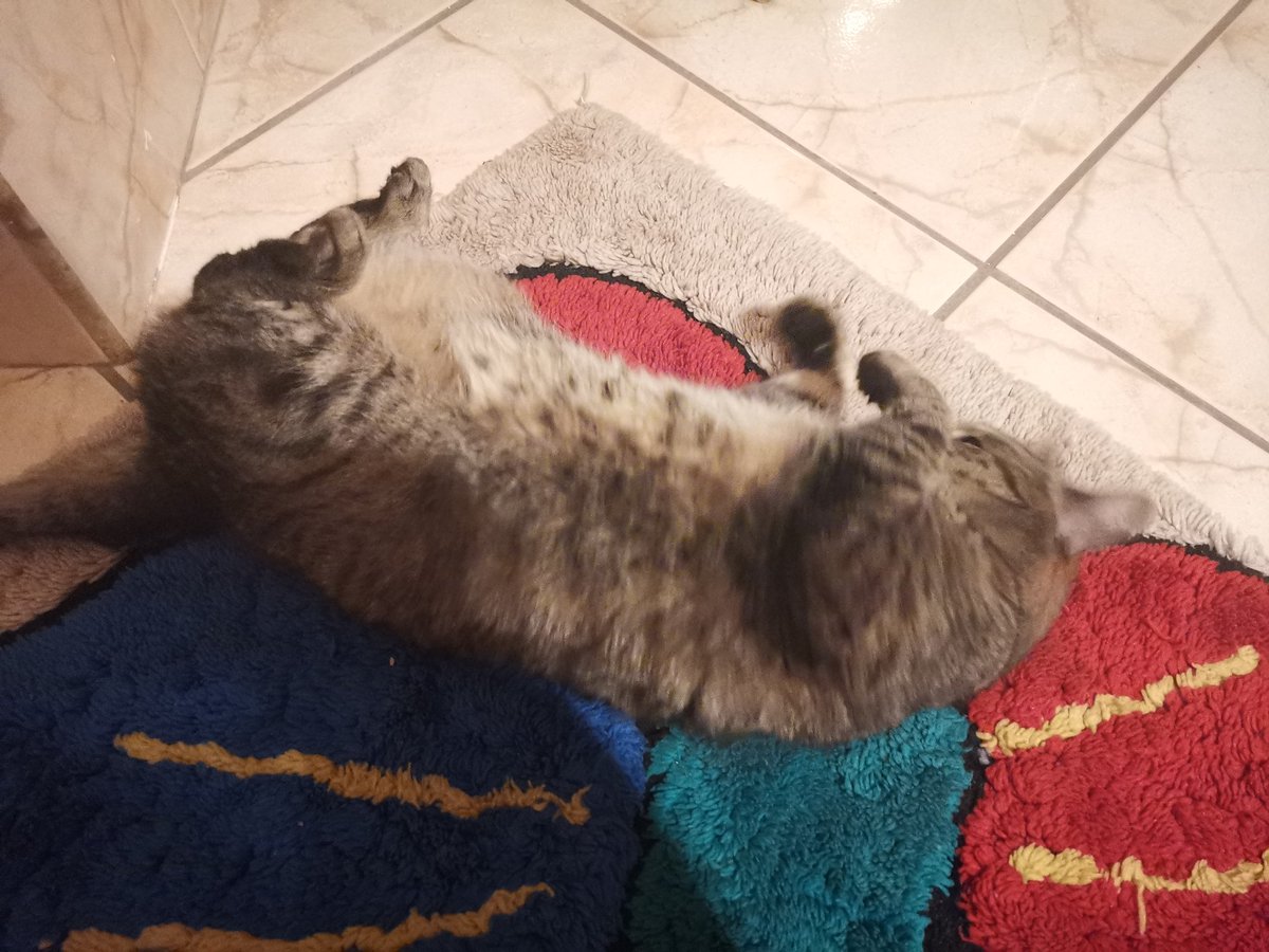 mara_Smug's tweet photo. Hullo bird app! I don't post much neither am I funny nor attractive but I retweet cool stuff sometimes and also I post my kittens all the time https://t.co/7bUPlSFQSB