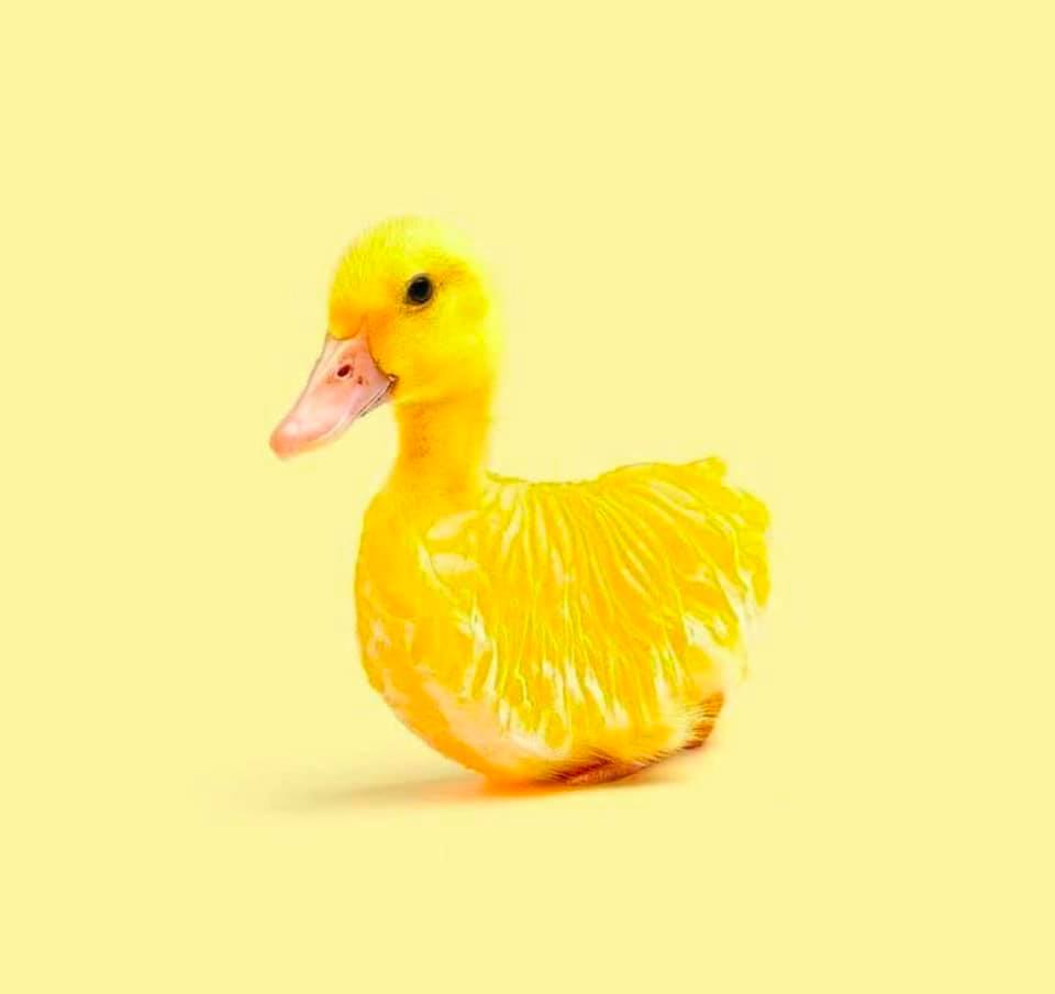 Dr. Duck Flow | Commission open | pm✉️ (@ohh_flow) on Twitter photo 
