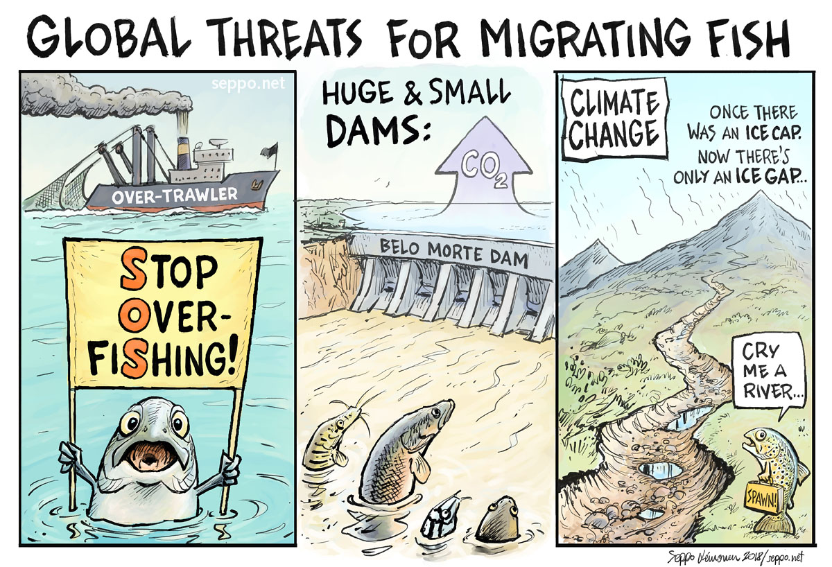 It's not easy to be a migrating #fish in these days.
There's plenty of global threats: #OverFishing #dams #hydropower #pollution #HabitatDestruction #ClimateChange...
 We need action, regulation & restoration!
#WorldFishMigrationDay