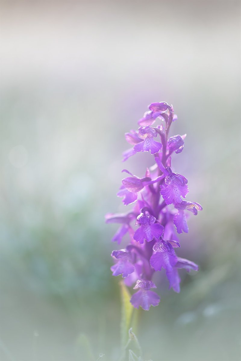 sophiamook's tweet photo. #harlekijn, #zeldzame #orchide in ochtendmist https://t.co/4djuvzFBRQ
