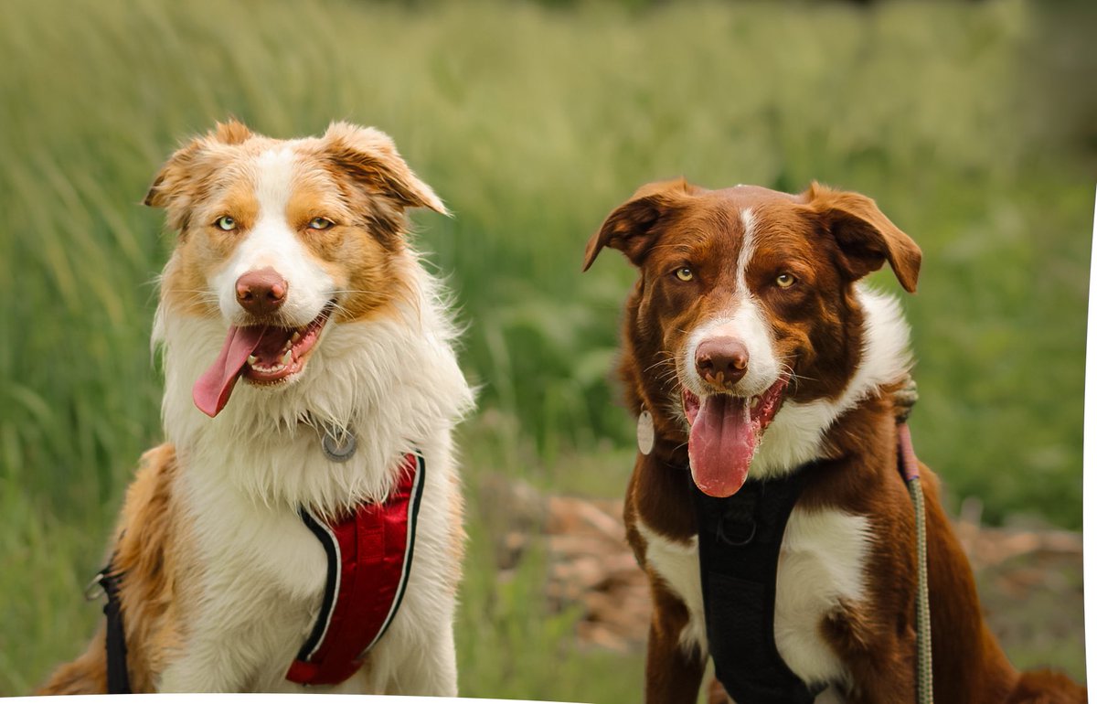 Murphy & Fly tweet media