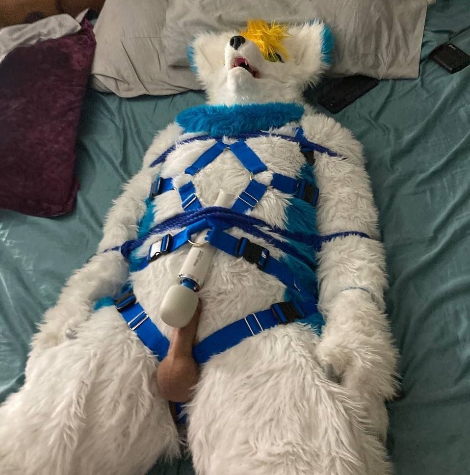 CrypticJace's tweet photo. Harness aquired!!! https://t.co/XQ8v9ERFcr