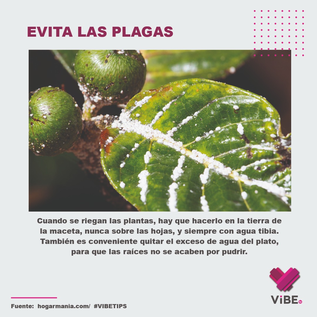 ViBETVmx's tweet photo. ¡Cuida tus plantas! Esta es la mejor manera de regarlas para evitar plagas⬇️🌱
.
.
.
#ViBETV #ViBETIPS #jardineria #tips #plantas #jardín https://t.co/4Ld691eltz