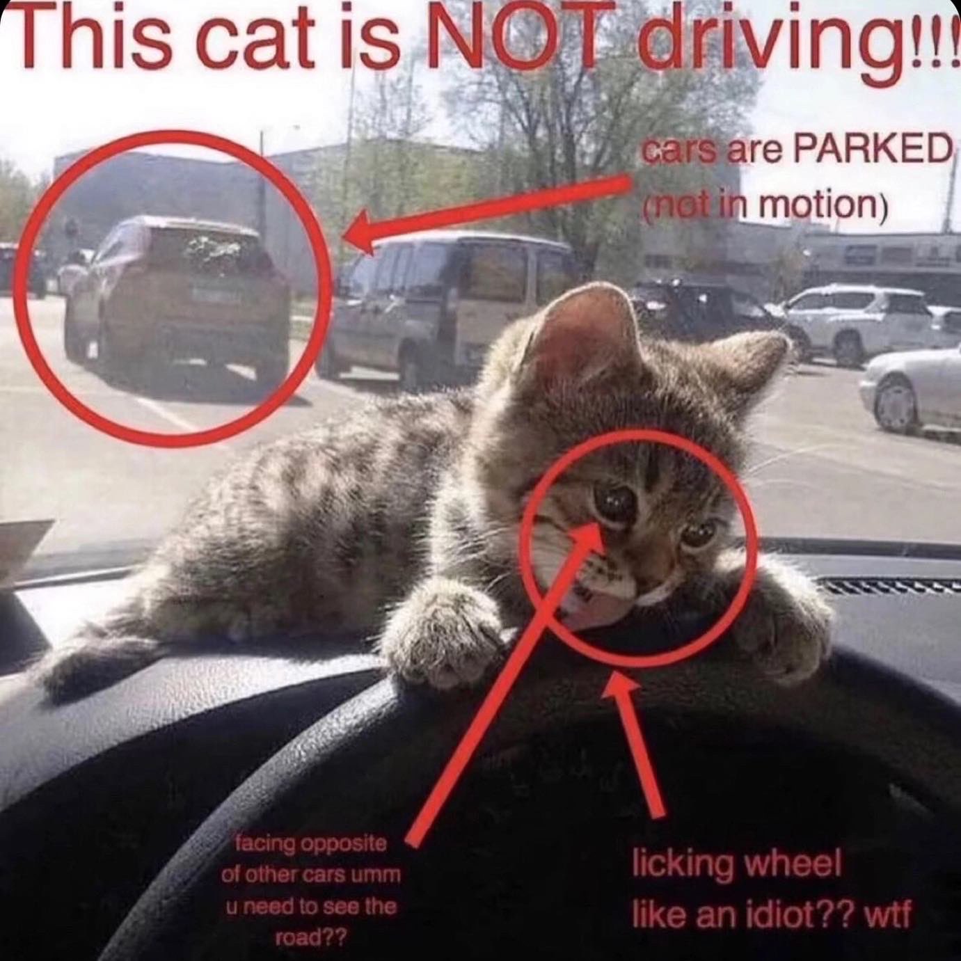 Коты за рулем с надписью