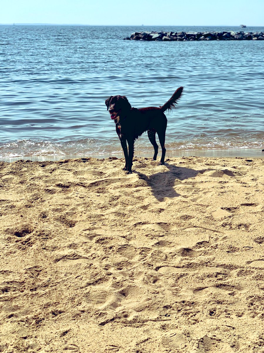 tashaklares's tweet photo. @VarshaKanwar O-M-G random coincidence or #fate 😏 it’s also 🐶 Hank’s bday weekend (he’s 3) & we celebrated today at his favorite place, swimming at the beach & soaking up the sun ☀️ #DogsofCisco #ScoobyAndHank #HybridWorkPups https://t.co/kLwA5PDQYC