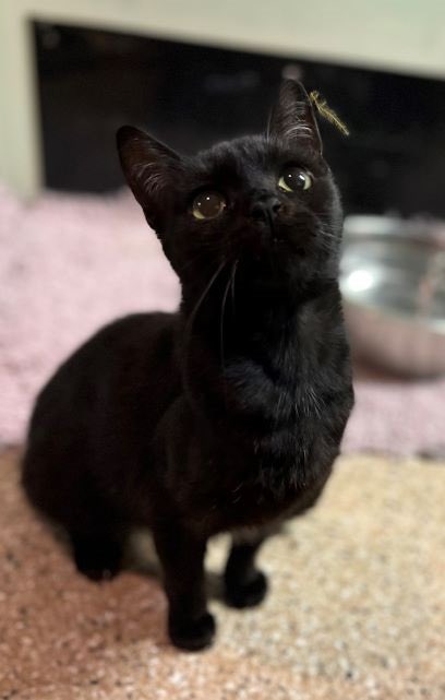 Cat_Guardians's tweet photo. Congratulations to sweet Katalina on finding her forever home today! #AdoptDontShop #katalina #blackcatsstealheartsnotsouls #blackbeauty  #littlemissindependent #kandhcats #newyearnewforeverhome https://t.co/yZmK5HjCsb