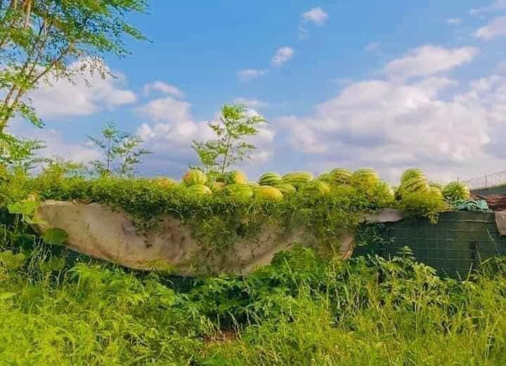MojamaAS's tweet photo. #Jawhar, Hirshabelle, Somalia 🇸🇴 Adduunka Jawhar ka joog, Aakhiro-na Jannaddii. https://t.co/WWLhD89kTq