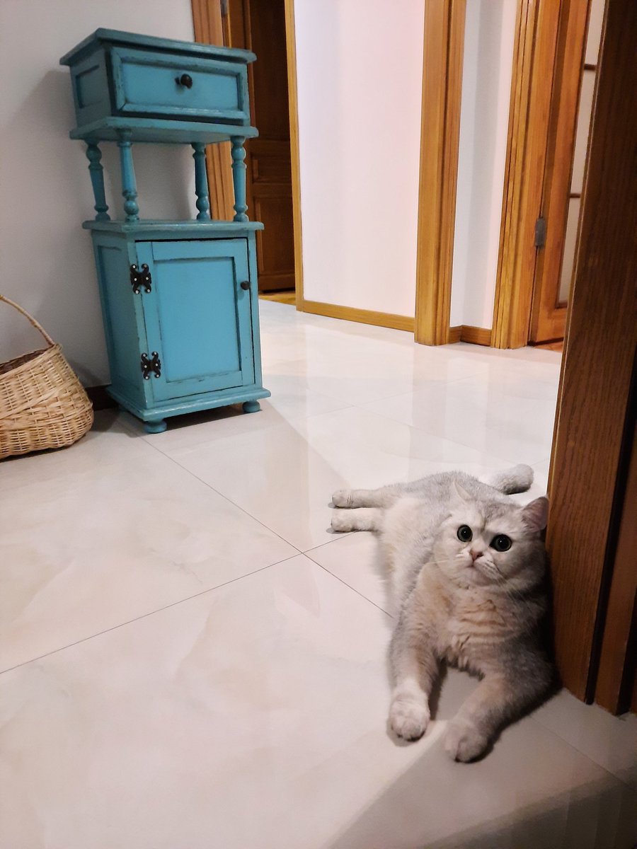 _ceydaca_'s tweet image. Şişkopat❤️ #canimoglum #casper #iyigeceler