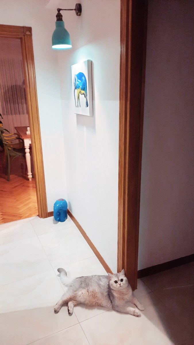 _ceydaca_'s tweet image. Şişkopat❤️ #canimoglum #casper #iyigeceler