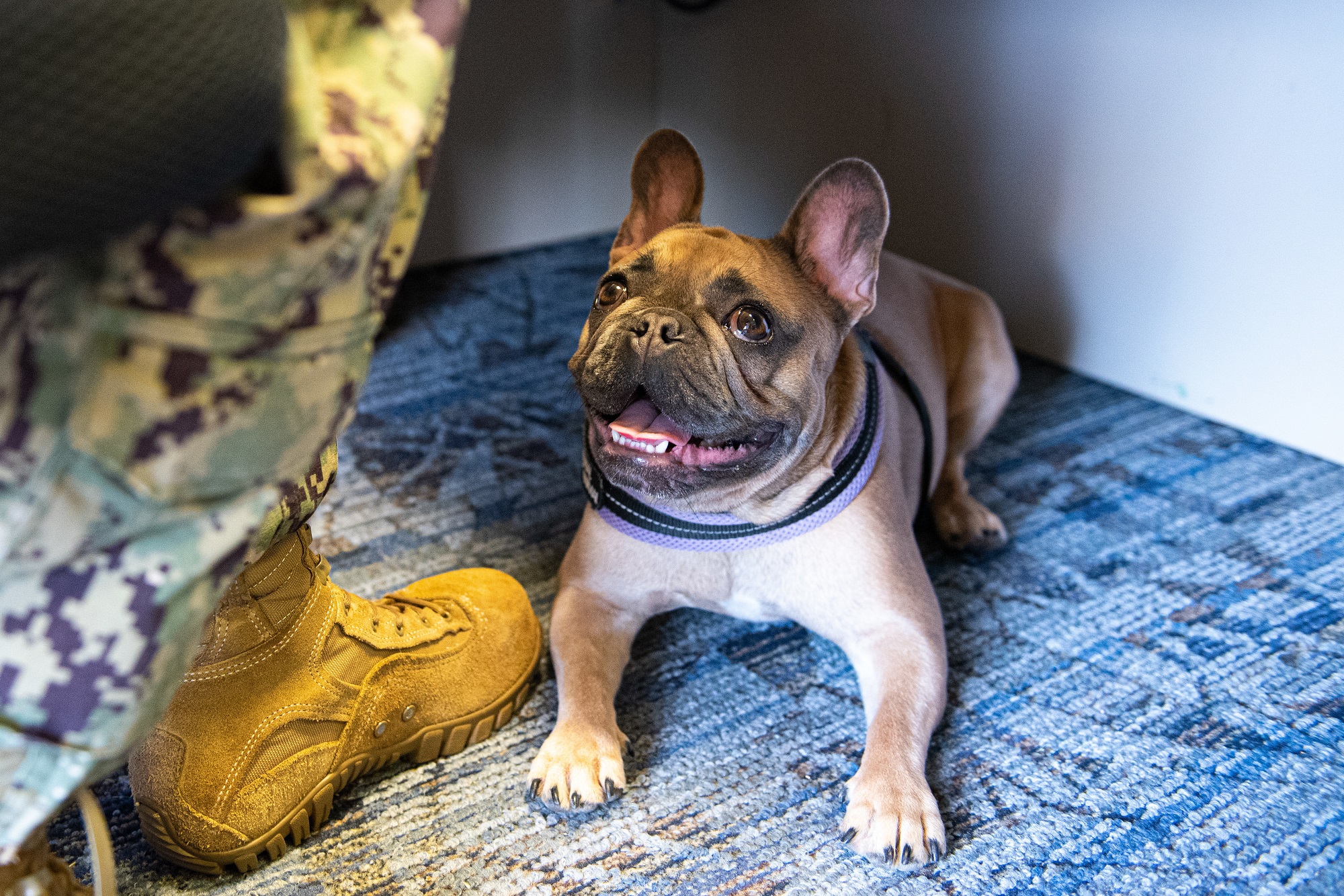 Military OneSource on Twitter "There is no need to leave your pet