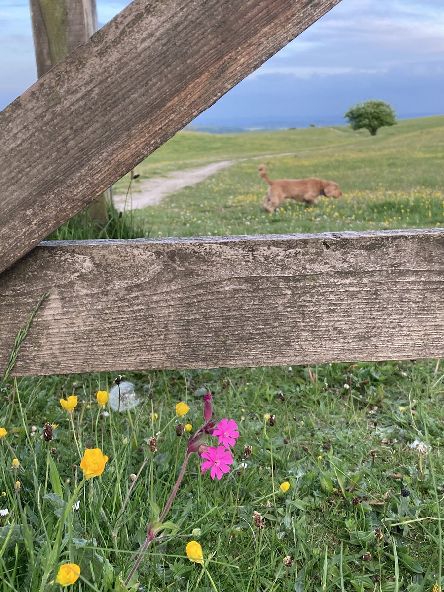 Heatherkm22's tweet photo. Enjoying a beautiful evening reflecting on a busy but enjoyable few weeks - what could be better than a sunset & spring flowers to kick start a few days R&R? ๐#grateful #spotthespaniel https://t.co/jwGDH9dkpz