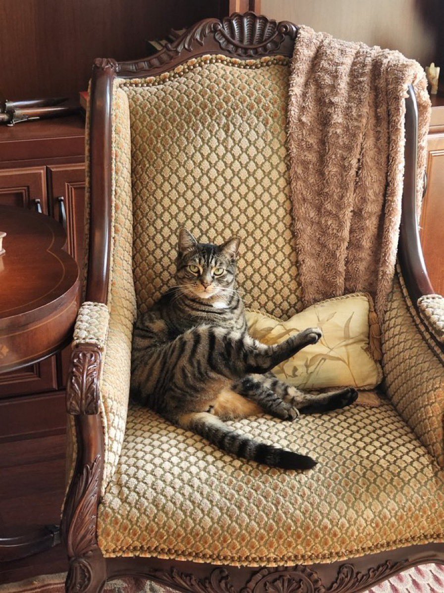 wojnameowski's tweet photo. Our cat of the day is Ted! 

This beauty cheers on the @sixers, and we happen to think they are lucky to have such a majestic fan. https://t.co/pZyJ9CEEFY
