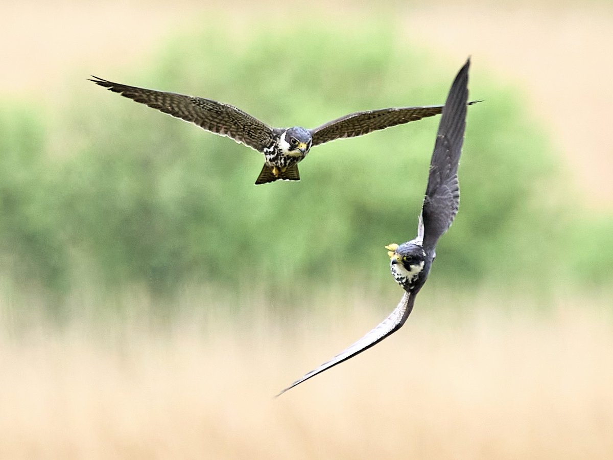 Flight shot of a pair of Hobbys interacting in front of the Bittern Hide at @RSPBMinsmere yesterday using the bird autofocus on the OM System OM-1 mirrorless camera #LoveMinsmere #CroppedShot #OM1 #OMSYSTEM