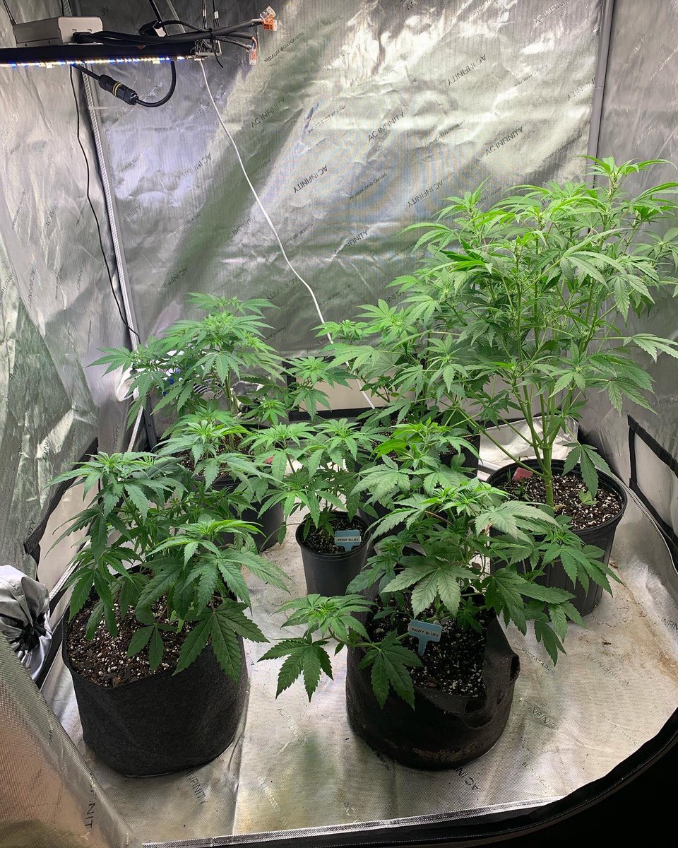 336thcaddict's tweet photo. New shoes for the fam… a little droopy but happy nonetheless. Now let’s grow!! ✌🏻💚🖖🏻✈️ #teamflight✈️ #carolinahomegrowersassociation #plantsoverpills #growyourown https://t.co/Pb8C4LAEVM