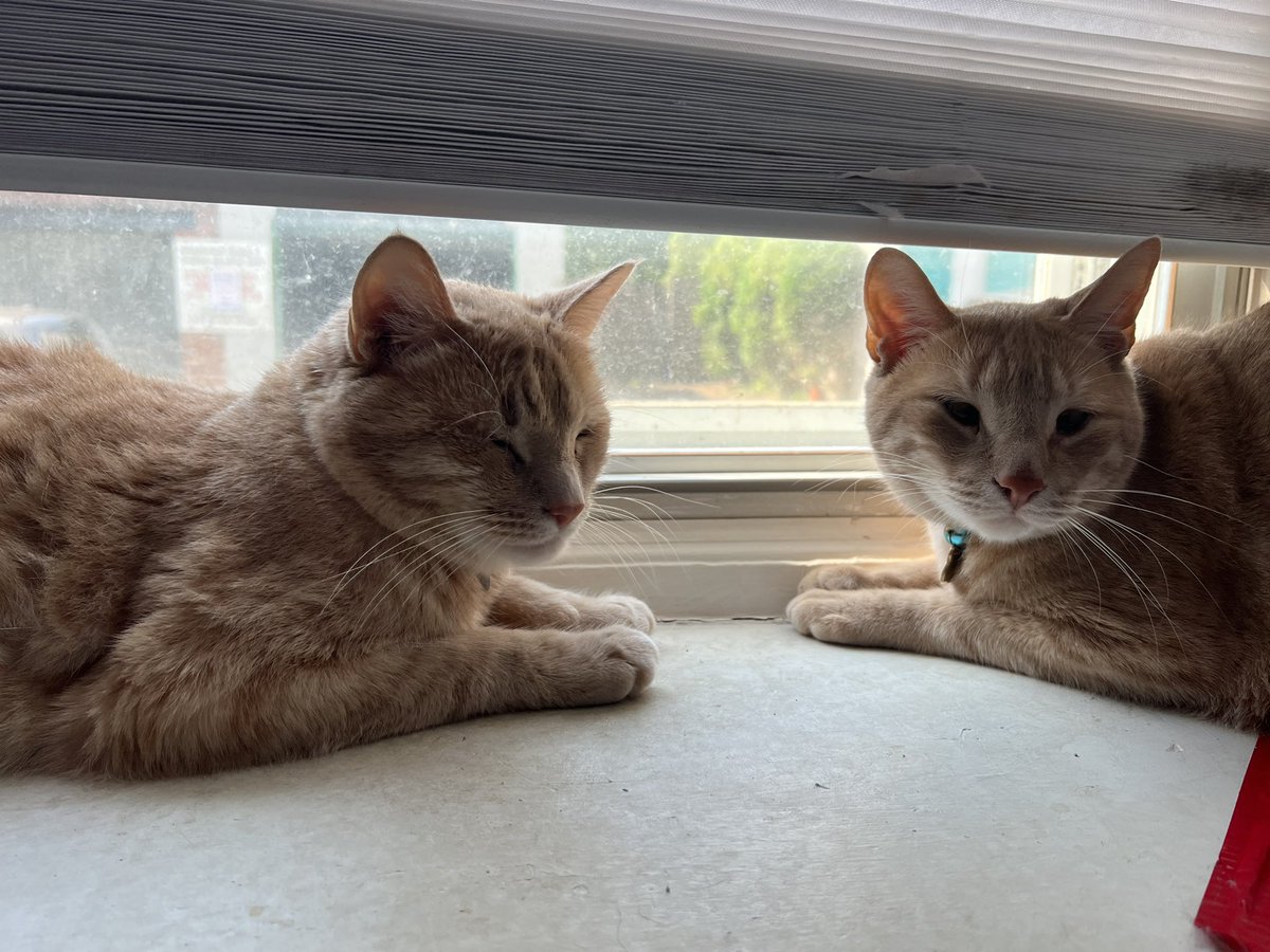 msisabellarosa's tweet photo. Happy Caturday from my little trouble makers ❤️ #caturday #catsofscience https://t.co/s1HaZyegub