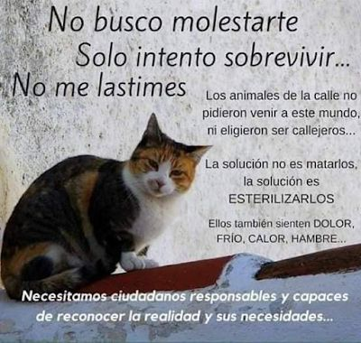 siviaromera1's tweet photo. BASTA YA DE CRIMINALIZAR A LOS GATOS 
QUEREMOS LEYES QUE LOS AYUDEN Y PROTEJAN DE VERDAD https://t.co/RqpJogPlSQ