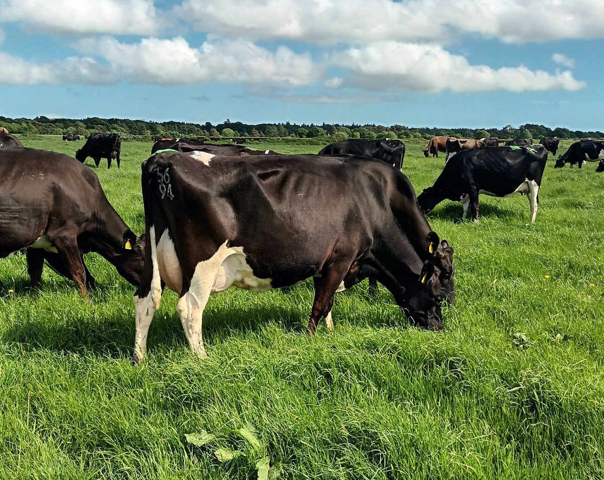 3 lovely black and white girls that caught my eye as I let the springs in their new field this afternoon 😍#lovecows😍
