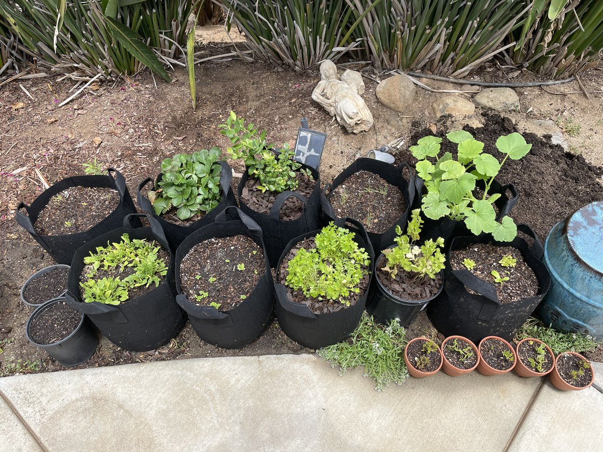 juliet__evans's tweet photo. Saturday plant update: got done re potting the plumerias and more rearranging just a bit ago! Hopefully I didn’t kill the peppers but we’ll find out!! https://t.co/0fIbVx72tu