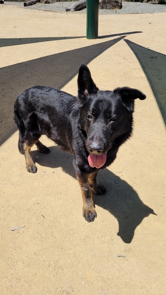 AdoptCCAnimals tweet picture