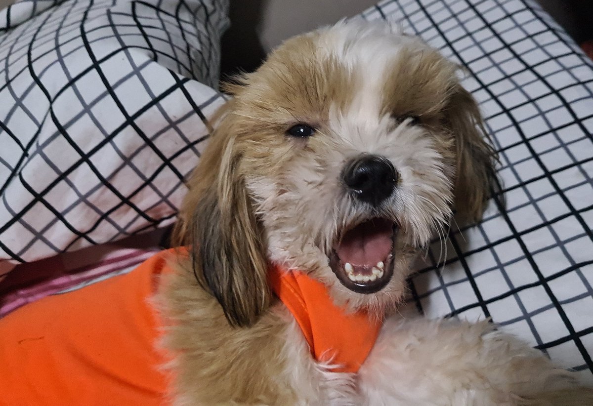 PurpleStellarPH's tweet photo. #PStellarUpdate
Re shipping:
Hi! Unfortun8ly, I won't be able to shipout parcels today. I need to go to our family's home since I need to take care of my furbaby who got + w/ distemper last Fri. 😔 Sorry 4 the delay I might have caused. We'll proceed w/ shipping nextweek. TYSM! https://t.co/YMabuktRhe