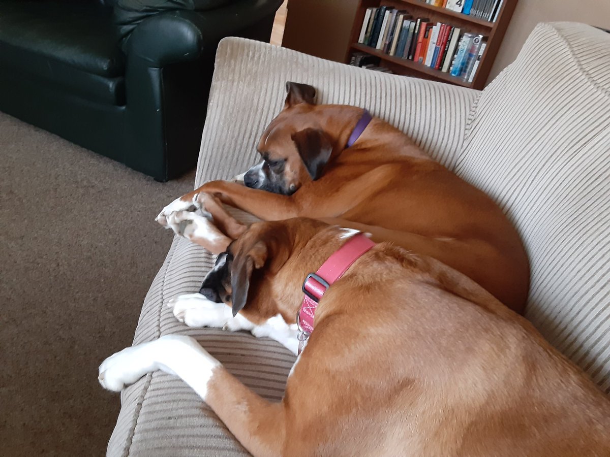 Boxers, resting.