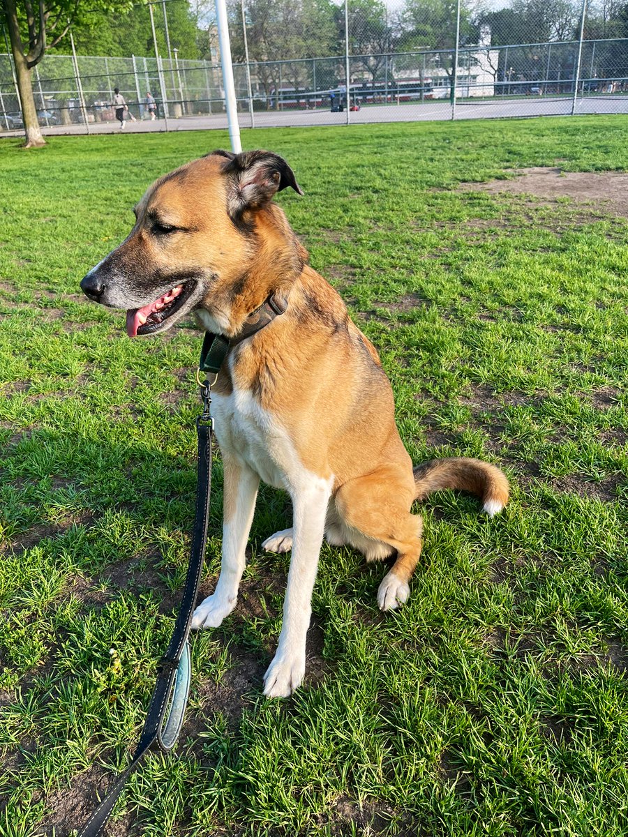 MrSocialTalk's tweet photo. My neighbour’s #dog is the best boy 🐕🐾🦮 #Sulu #majestic #DogsofTwitter #doggy https://t.co/e2OOmpwZdY