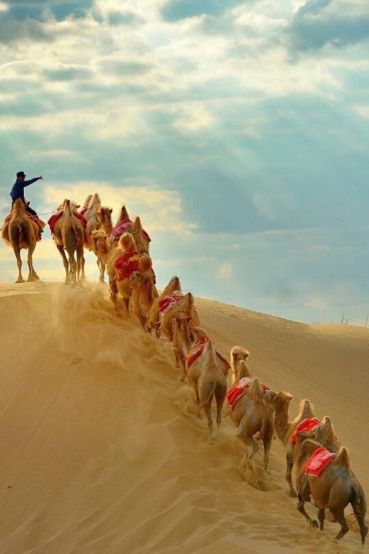N_Al_jabr's tweet photo. بعضُ الآلام هِباتٌ لك ، 

تصنع منك إنسان أقوى

لمواجهة الحياة . https://t.co/zpULHPvzrt