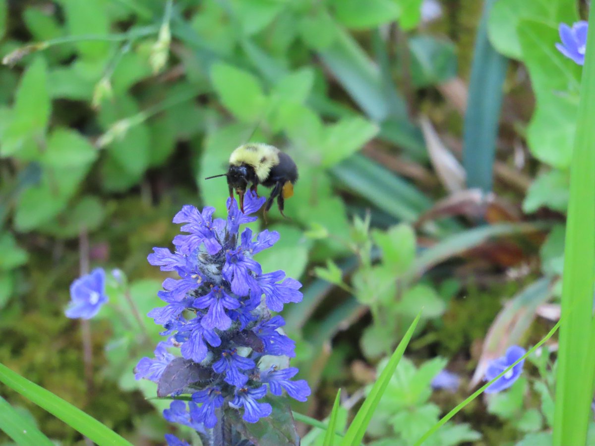 sdoppler2's tweet image. Had some visitors today enjoying the warmth. 
#MayPatternChallenge