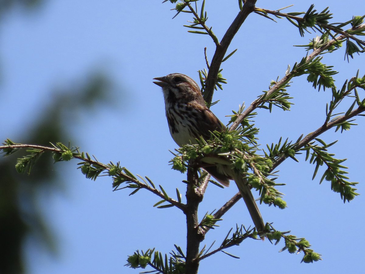 sdoppler2's tweet image. Had some visitors today enjoying the warmth. 
#MayPatternChallenge