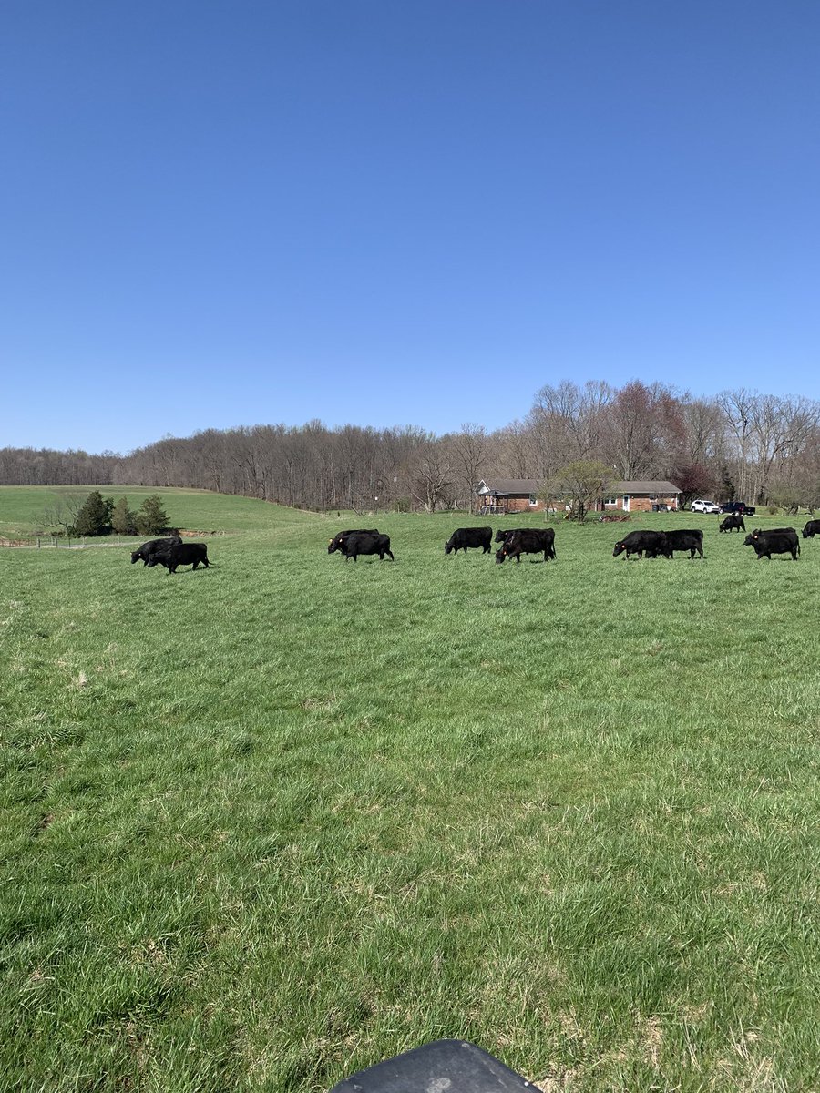 CropInsCattle's tweet photo. April 14 first graze May 21 second graze. #rotationalgrazing #movingcows #regenerativeagriculture https://t.co/HSl0u9boPI
