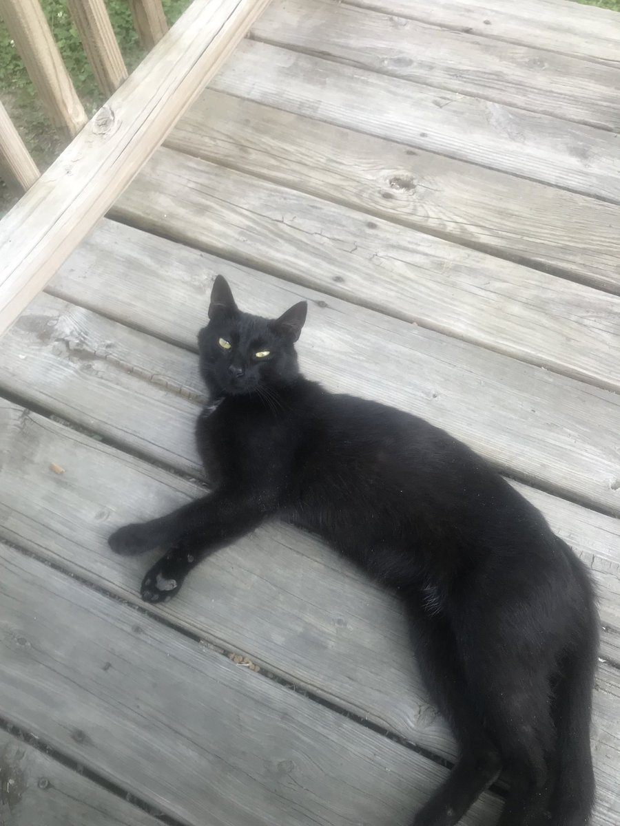 bobbyblaze744's tweet photo. This is Captain Midnight & he says “meow.” Just a stray & I let him stay, gimp paw & all. #Caturday #onecoolcat #StayCatStrut #StrayCatStrut @thechrisbarron #over https://t.co/ZJsbBzS216