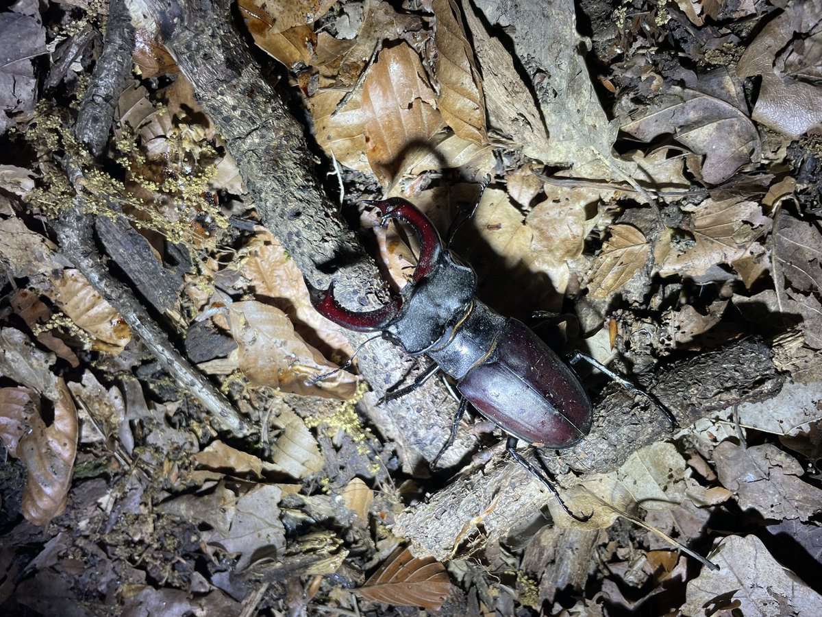 Insect Jaws ラエトゥスミヤマ 初二齢５頭 Sucasa Com Ve