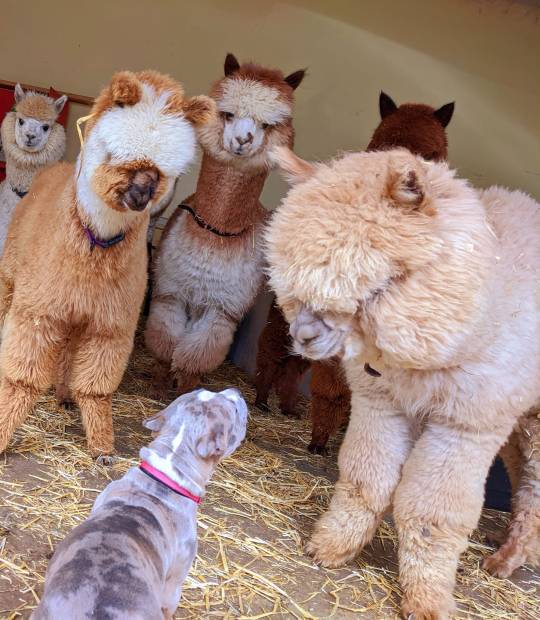 Lori_Hickey_'s tweet photo. Only after informing everyone about the currency of alpacas were they concerned about my attitude towards dogs. #ObjectionSustained https://t.co/nrp9WsSsRC